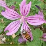 Malva sylvestrisFlower