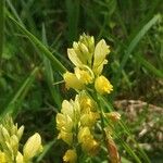 Polygala flavescens फूल