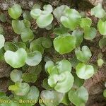 Adiantum reniforme Хабит