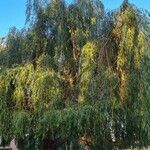 Salix × pendulina অভ্যাস