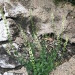 Stachys recta Habitat