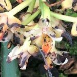 Xylobium variegatum Λουλούδι
