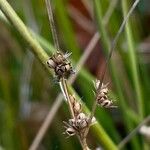 Juncus dudleyi Fruit