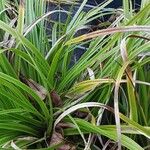 Carex elata Hábitos