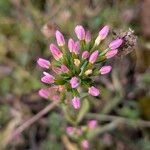 Centaurium littorale Flor