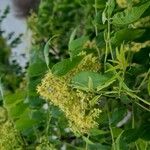 Zanthoxylum clava-herculis Hoja