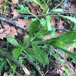 Silene gallica Rinde