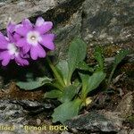 Primula daonensis Hàbitat