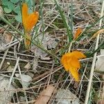 Crocus flavusFlor