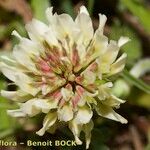 Trifolium occidentale Blomma