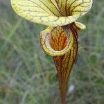 Sarracenia flava Likasa
