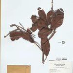 Hymenopus prismatocarpus Feuille