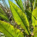 Rumex hydrolapathum Leaf