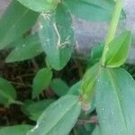 Commelina erecta List