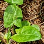 Rumex arifolius Blad