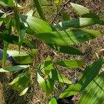 Acacia auriculiformis Leaf