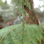 Asplenium hypomelas Blad