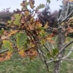 Quercus garryana Hoja