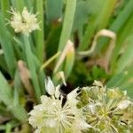 Allium fistulosum 花