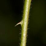 Rubus sulcatus বাকল