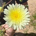 Malacothrix glabrata Flower