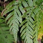 Tectaria pseudosinuata Leaf