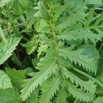 Tanacetum vulgare Leaf