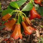 Rhododendron dichroanthum