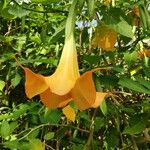 Brugmansia suaveolensFlower