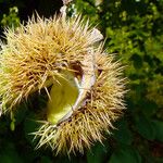 Castanea crenata Ovoce