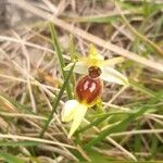 Ophrys aranifera 花