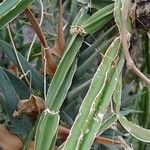 Cissus quadrangularis Bark