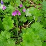 Primula matthioli Flower