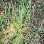 Equisetum palustreList