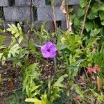 Ruellia simplex Λουλούδι