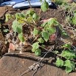 Sterculia africana आदत