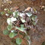Adiantum reniforme Vivejo