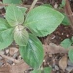 Scadoxus multiflorus পাতা