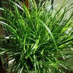 Carex muskingumensis ഇല