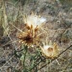 Centaurea ornata Frutto