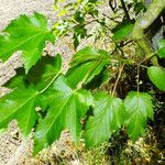 Acer tataricum পাতা