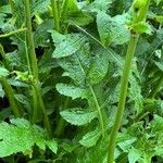 Cirsium oleraceum Leaf