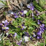 Viola pyrenaica Other