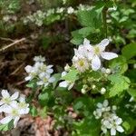 Rubus argutus Floare