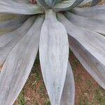 Agave weberi Blad