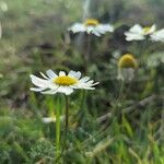 Tripleurospermum maritimum Flower