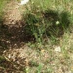 Daucus carota Habit