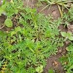 Lepidium bonariense 葉