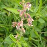 Desmodium intortum Blüte
