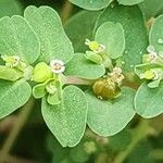 Chamaesyce serpens Плод